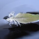 feather, plumage, epidermal, ornithology, avian
