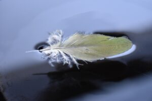 feather, plumage, epidermal, ornithology, avian
