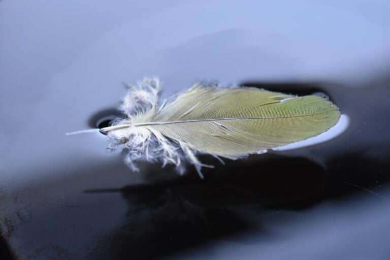 feather, plumage, epidermal, ornithology, avian
