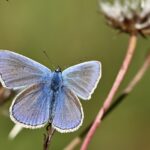 common blue, butterfly, insect, wing, nature, close up, butterfly, butterfly, butterfly, butterfly, butterfly