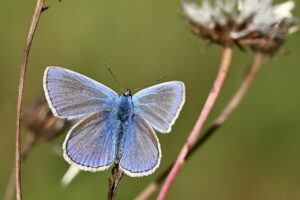 common blue, butterfly, insect, wing, nature, close up, butterfly, butterfly, butterfly, butterfly, butterfly