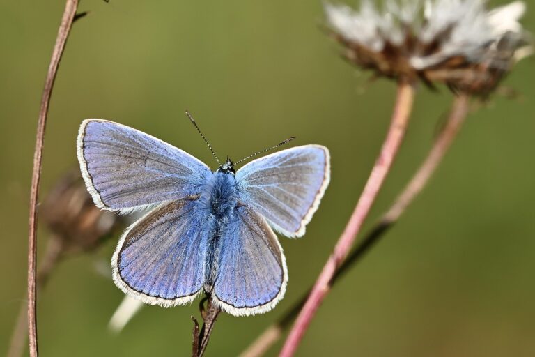 common blue, butterfly, insect, wing, nature, close up, butterfly, butterfly, butterfly, butterfly, butterfly