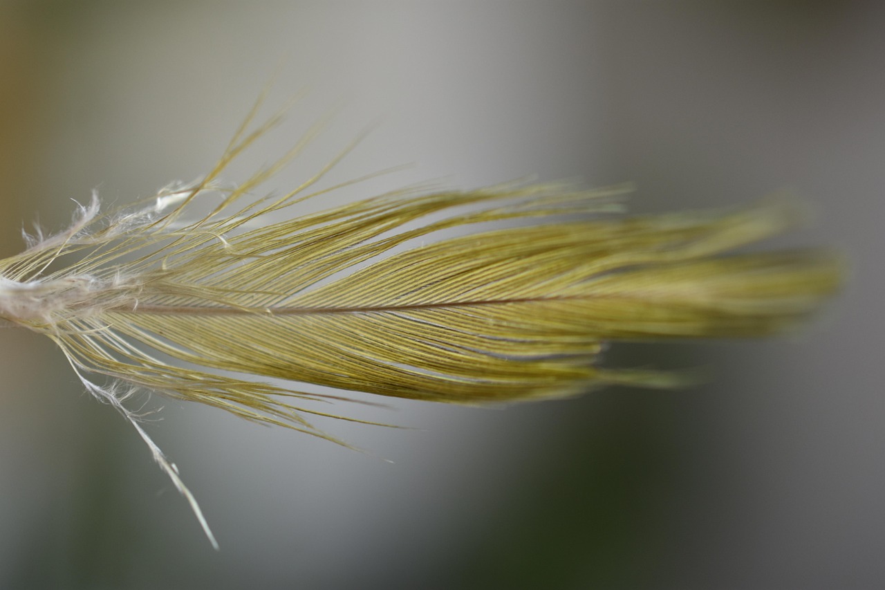 feather, plumage, epidermal, avian, ornithology