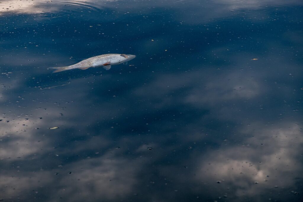 fish, water, lake, sea, flow, fisherman, fishing, life, dirt, environment, environmental pollution, wastewater, nature, poison, poisoned