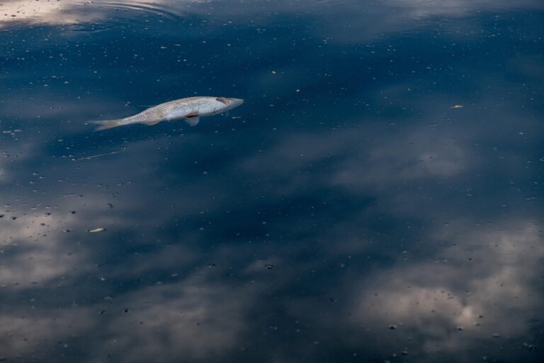 fish, water, lake, sea, flow, fisherman, fishing, life, dirt, environment, environmental pollution, wastewater, nature, poison, poisoned