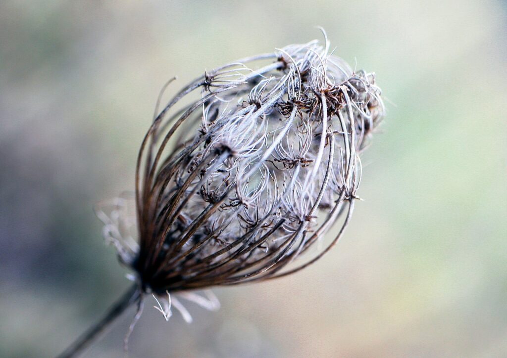 seeds, oval, dry, blotter, plant, sprig, autumn, winter, nature, decorative, bokeh