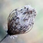 seeds, oval, dry, blotter, plant, sprig, autumn, winter, nature, decorative, bokeh
