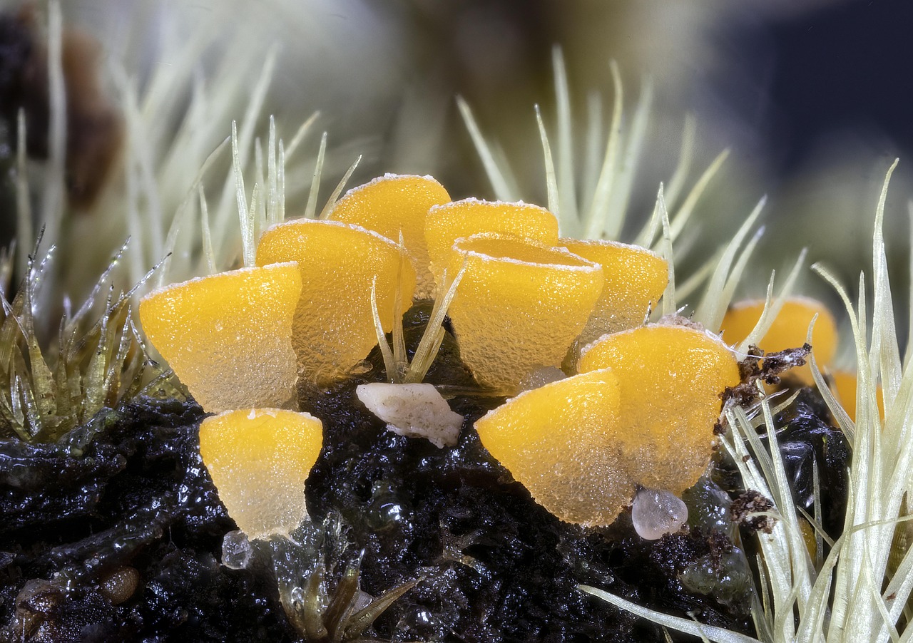 fungi, micro, mushrooms, tiny, macro, yellow, nature, micro-fungi, miniature, wild, spores, fungi, fungi, fungi, fungi, fungi