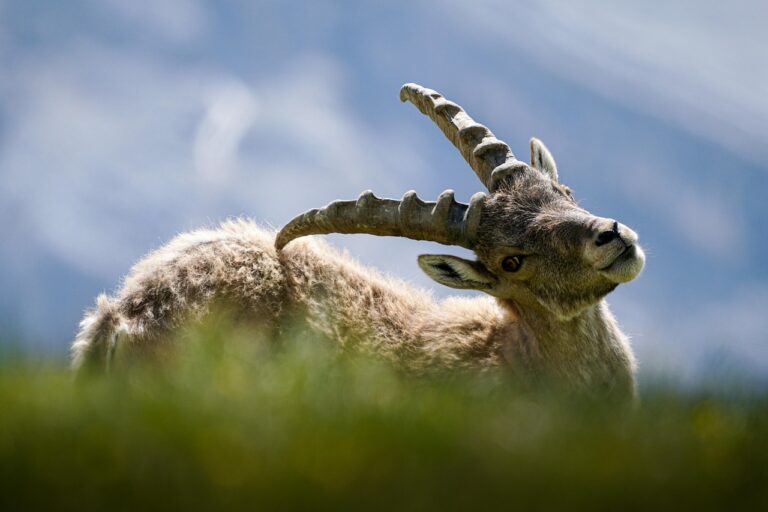 animal, ibex, respect, mammal, no hunting, nature, horns, alpine, mountains, horn, male, capra, strong, cuckold, wild, ibex, respect, respect, respect, respect, respect, horns, strong