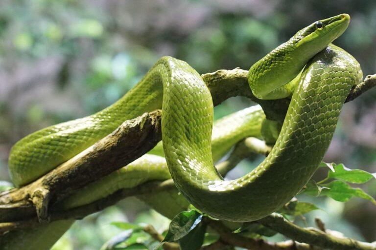 line, non toxic, reptile, line, line, line, line, line