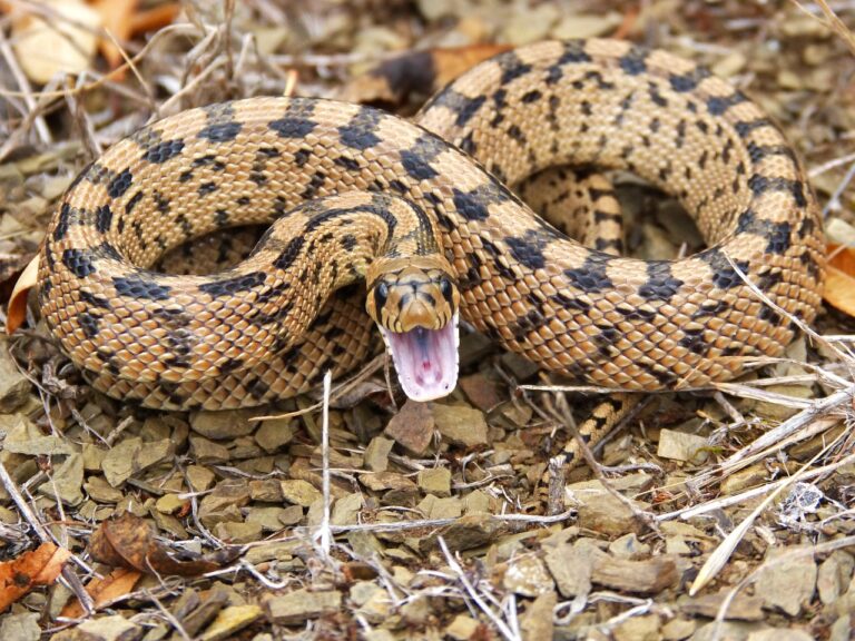 snake, threat, brown, mountain, nature, eight