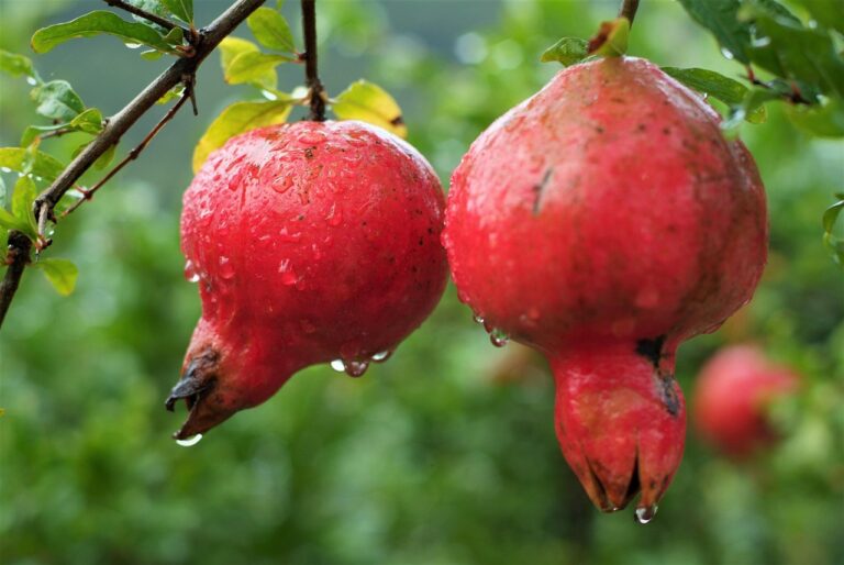 fruit, pomegranate, estrogen, nature, pomegranate, pomegranate, pomegranate, estrogen, estrogen, estrogen, estrogen, estrogen