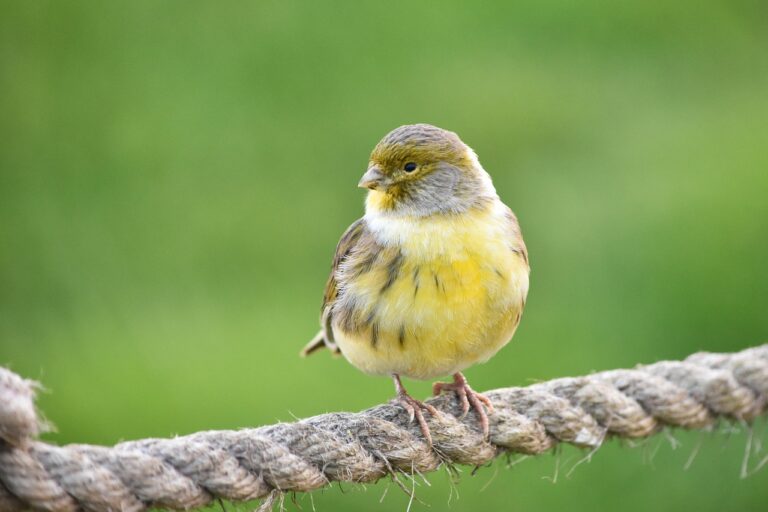 finch, serin, wildlife, nature, bird, finch, finch, serin, serin, serin, serin, serin