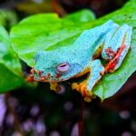 frog, animal, amphibian, malabar gliding frog, nature, green, forest, rhacophorid, flying, colourful, frog, frog, frog, frog, frog