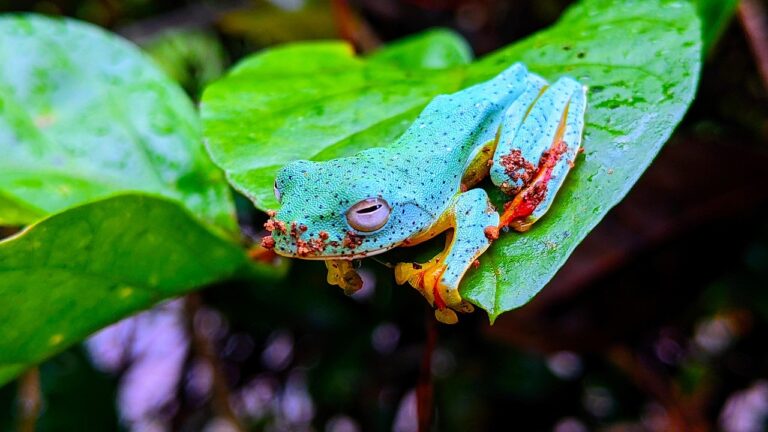 frog, animal, amphibian, malabar gliding frog, nature, green, forest, rhacophorid, flying, colourful, frog, frog, frog, frog, frog