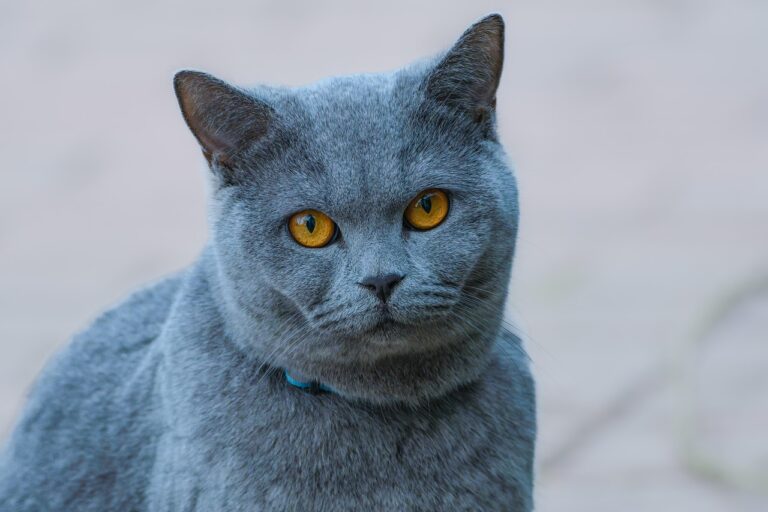 cat, animal, mammal, domestic animal, domestic, pet, nature, portrait, gray cat, domestic cat, kitten