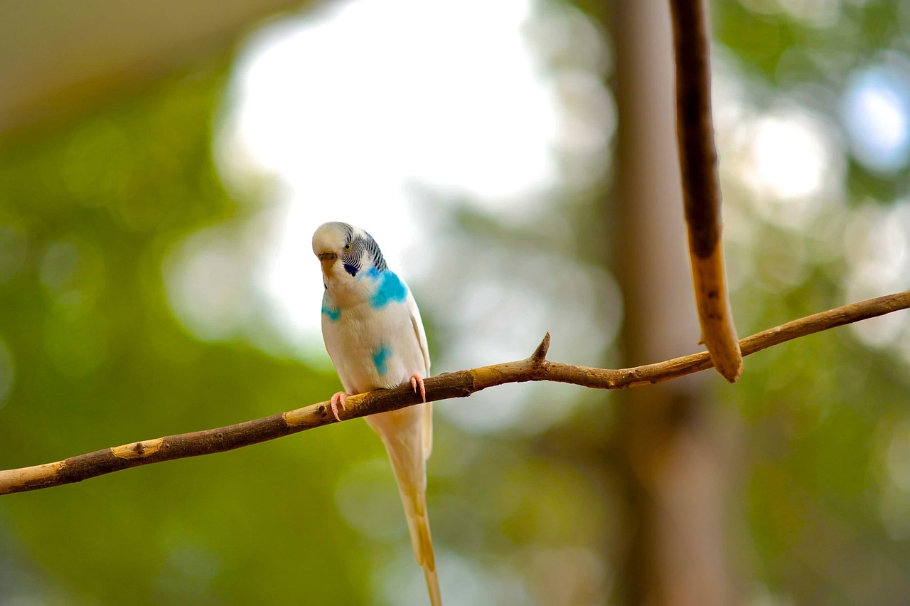 canary bird, canary, serin, nature, parakeet, parrot, blue parakeet, bird, blue, plumage, colorful, exotic, wild, long-tailed, zoo, birds