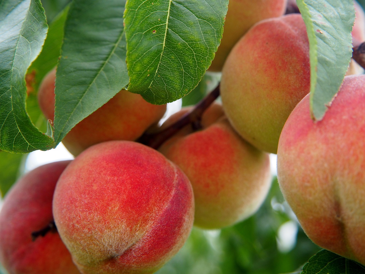 peach, fruit, peach tree, bio, tree, meal, peaches, food, ripe, nature, nourishment, orchard