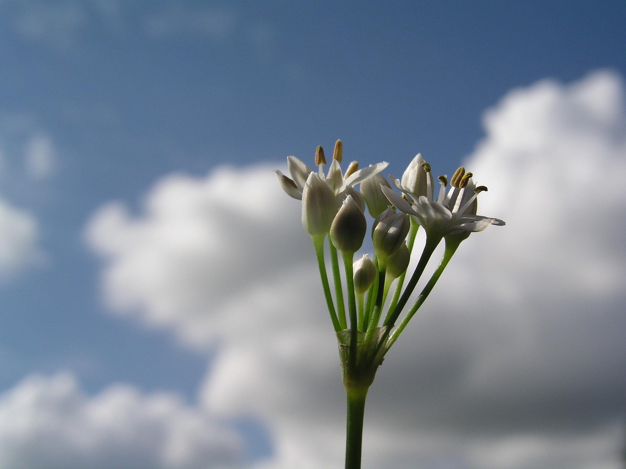 flower, sky, alum, flower wallpaper, flower background, beautiful flowers, nature