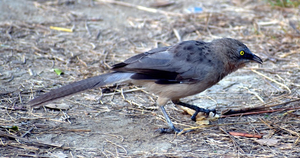 chestnut-tailed starling, nature, malabar starling, green eyed, bird