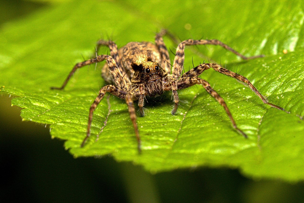 spider, brown spider, eight legs spider, spider legs, legs spider, eight legs spider macro, eight legs