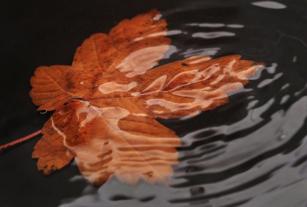 foliage leaf in the water, sheet in the water, waves