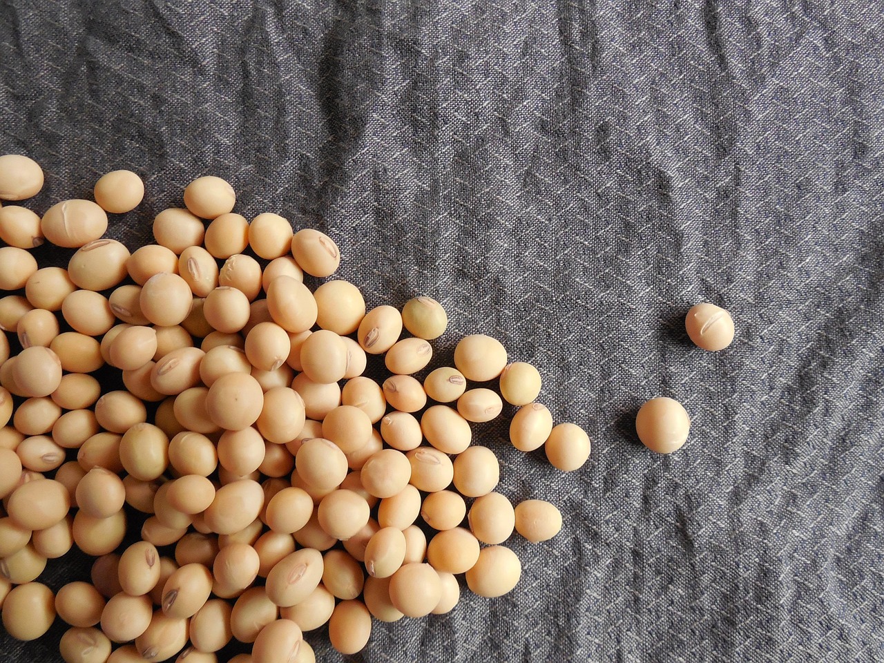 soybeans, beans, soy, food, grains, seeds, healthy, organic, vegetarian, gray food, gray healthy, soybeans, soy, soy, soy, soy, soy