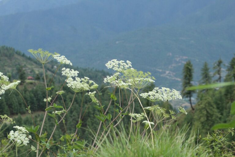 nature, beautiful flower, seen, best seen, best image, flower background, flower wallpaper, environment, flower, plant, beautiful flowers, white