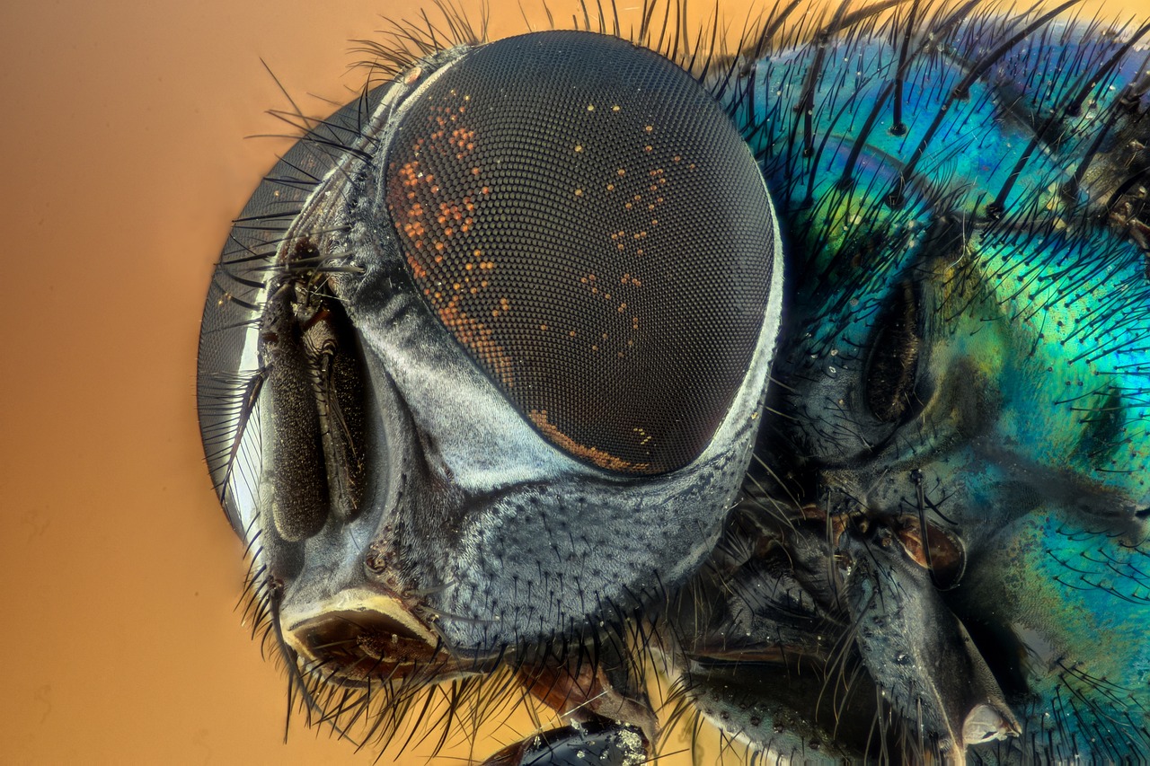 macro, fly, compound eyes, insect, green, eyes, nature, hairy, macro, fly, fly, fly, fly, fly, insect, insect, eyes