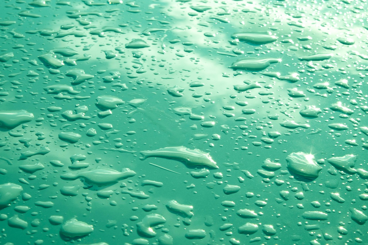 rain, nature, drops, water, water droplets, wet, closeup