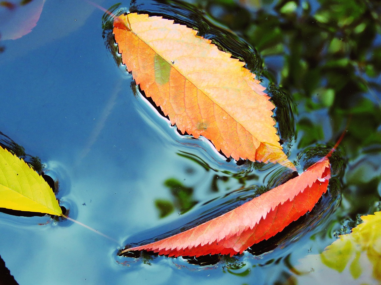 leaves, nature, water, blue, red, orange, sheet in the water, autumn leaves, foliage leaf in the water, autumn leaf