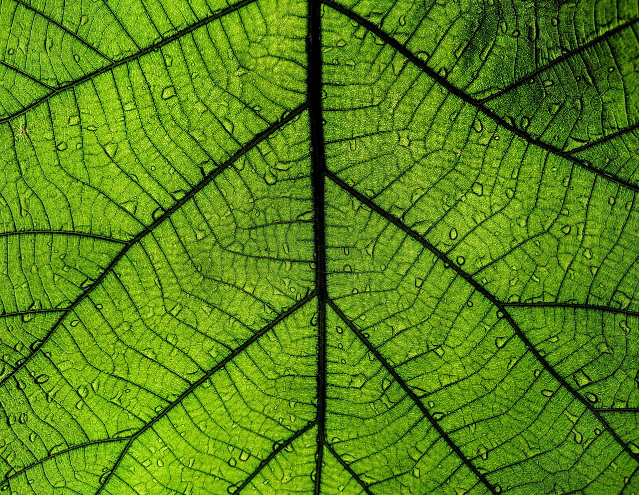 leaf, green leaf, big leaf, nature, raindrop, green, greenery, plant, rain, wet, micro, micro leaf, micro lens, green rain, leaf, big leaf, big leaf, big leaf, big leaf, big leaf, micro, micro leaf, micro lens