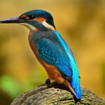 bird, kingfisher, feathers, plumage, beaj, avian, ornithology, elegant, water bird, nature, bird, bird, bird, bird, bird, kingfisher