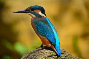 bird, kingfisher, feathers, plumage, beaj, avian, ornithology, elegant, water bird, nature, bird, bird, bird, bird, bird, kingfisher