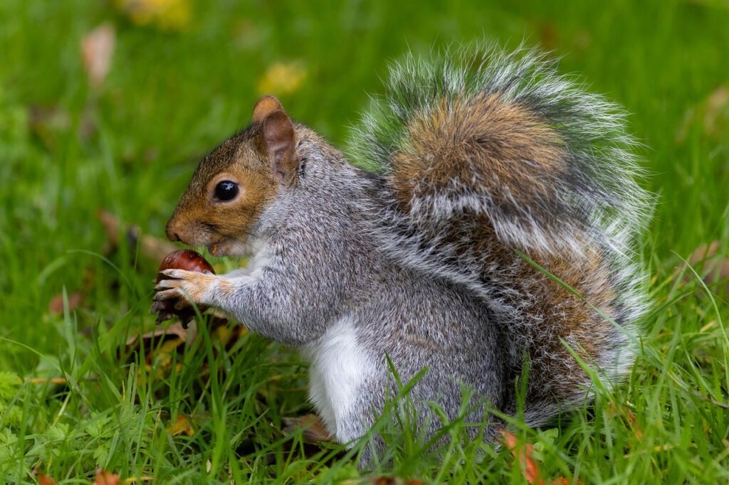 squirrel, rodent, animal, mammal, fauna, winter, autumn, wildlife, nature, squirrel, squirrel, squirrel, squirrel, squirrel