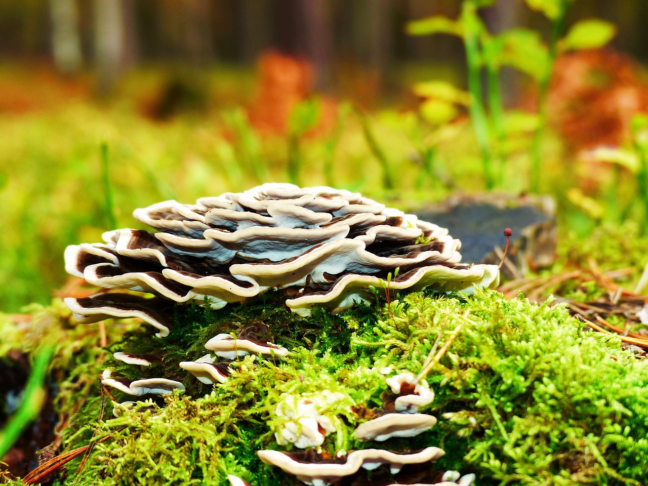 wrośniak różnobarwny, mushroom, hemorrhoids, for the lobsters, down, autumn, seasons, landscape, vegetation, nature, outside, closeup, plant, leaves, forest, fungus treatment, color, beautiful, alive, environment, biology, hemorrhoids, hemorrhoids, hemorrhoids, hemorrhoids, hemorrhoids