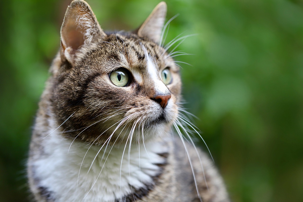 cat, cat face, european shorthair, domestic animal, nature, animal, domestic cat, mackerel, pet, cat eyes, whiskers