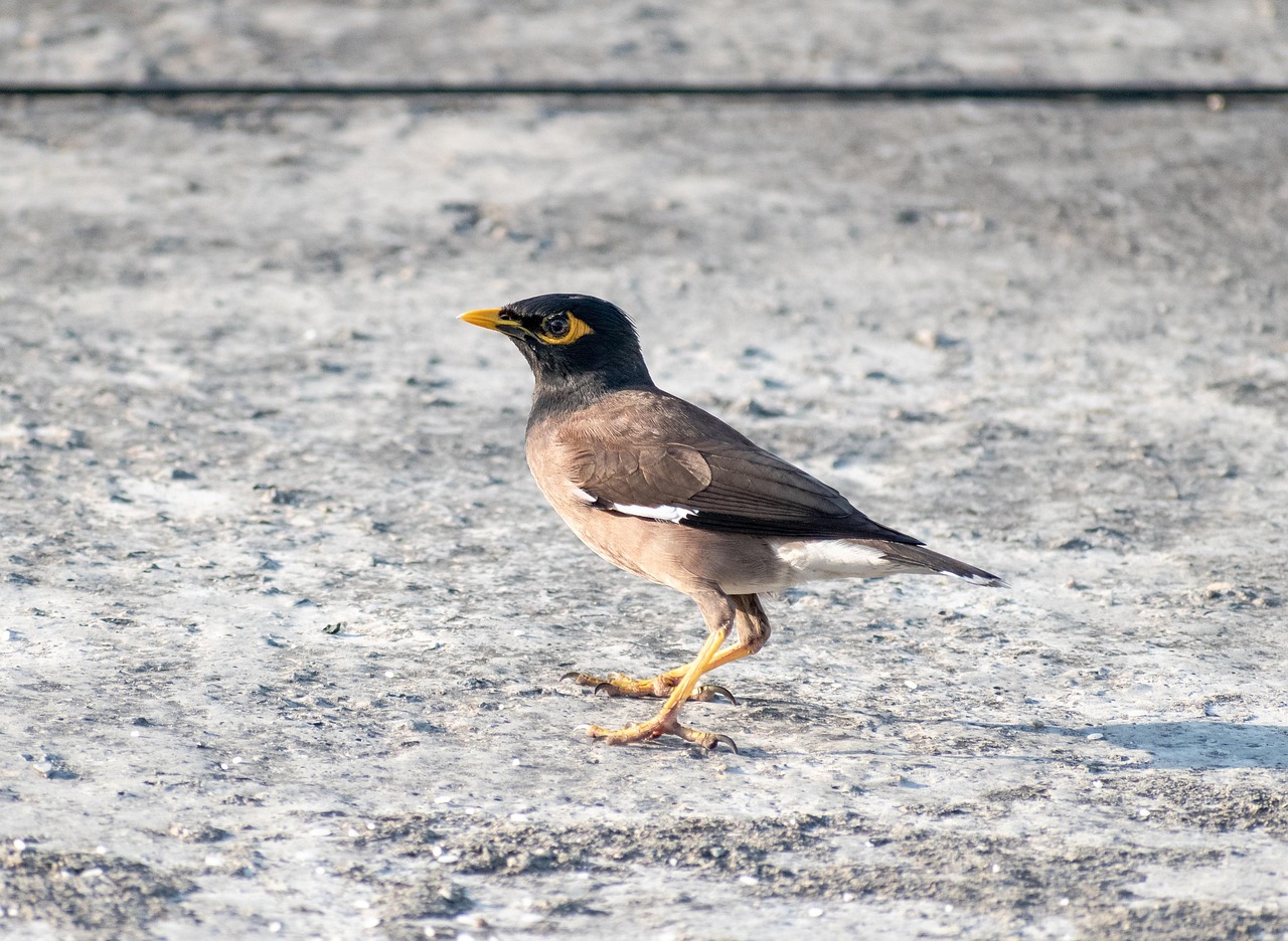 bird, common myna, starling, acridotheres tristis, mynah, indian myna, sturnidae, starlings, mynas, outdoor, ornithology, avian, species, nature