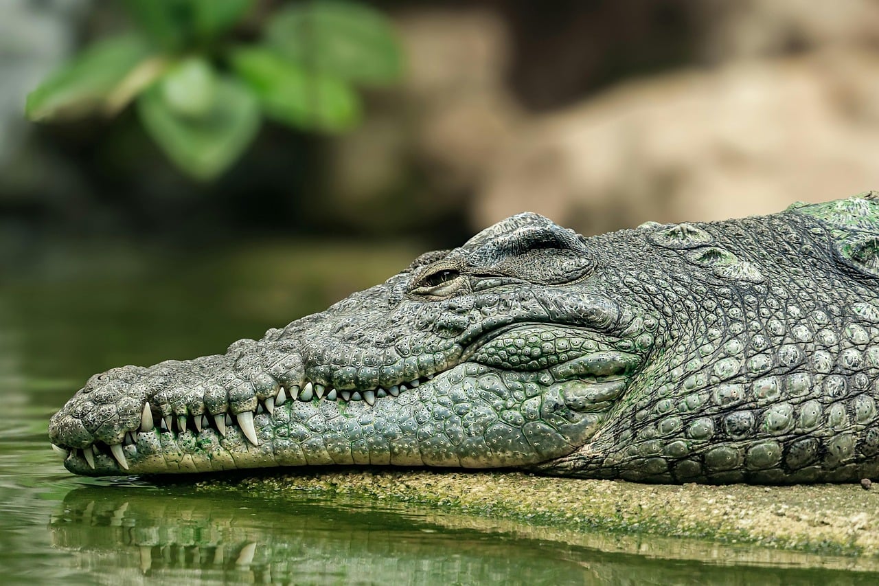 reptile, nature, animal, predator, wildlife, alligator, eye, dangerous, tooth