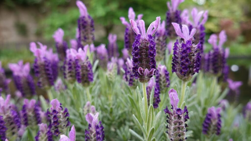 lavender, nature, flower wallpaper, beautiful flowers, purple, bloom, flower background, flower, summer, odor, violet, petals