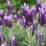 lavender, nature, flower wallpaper, beautiful flowers, purple, bloom, flower background, flower, summer, odor, violet, petals