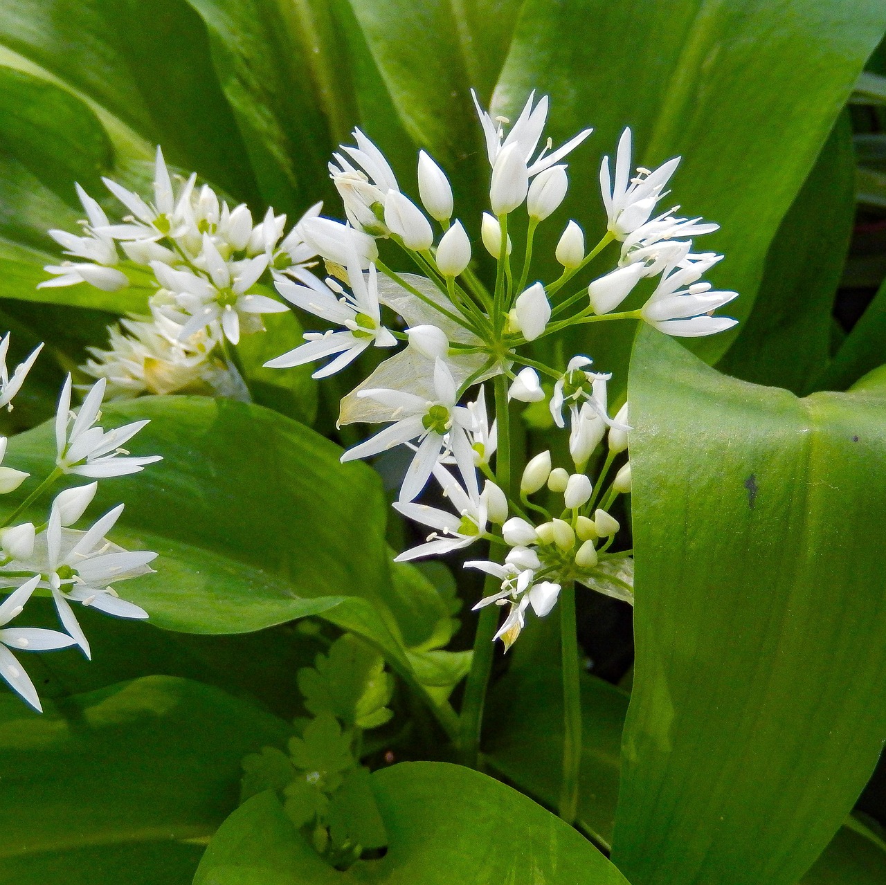 wild garlic, allium ursinum, aromatic plant, odor, spring, naturopathy, nature, blossom, bloom